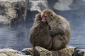 Japanese macaque or snow monkey, Macaca fuscata, sitting on rock of hot spring, holding each other to keep warm. Joshinetsu-Koge Royalty Free Stock Photo