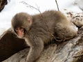 Japanese macaque snow monkey playing 3 Royalty Free Stock Photo