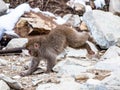 Japanese macaque snow monkey playing 2 Royalty Free Stock Photo
