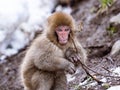 Japanese macaque snow monkey playing 1 Royalty Free Stock Photo