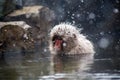 Japanese Macaque in a hot spring in a snowstorm 2 Royalty Free Stock Photo