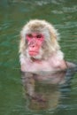 Japanese Macaque (Snow Monkey) soaking in a hot volcanic spring on the island of Hokkaido Royalty Free Stock Photo