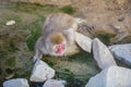 Japanese Macaque/Snow Monkey at Waterhole Royalty Free Stock Photo