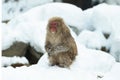 Japanese macaque on the snow near natural hot springs. The Japanese macaque ( Scientific name: Macaca fuscata), also known as the Royalty Free Stock Photo