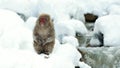 Japanese macaque on the snow near natural hot springs. The Japanese macaque ( Scientific name: Macaca fuscata), also known as the Royalty Free Stock Photo