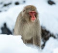 Japanese macaque on the snow near natural hot springs. The Japanese macaque ( Scientific name: Macaca fuscata), also known as the Royalty Free Stock Photo