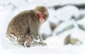 Japanese macaque on the snow near natural hot springs. The Japanese macaque ( Scientific name: Macaca fuscata), also known as the Royalty Free Stock Photo