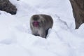 Japanese Macaque in Snow Royalty Free Stock Photo