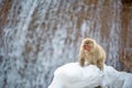 Japanese macaque on the stone, near natural hot springs. Scientific name: Macaca fuscata, also known as the snow monkey. Natural Royalty Free Stock Photo