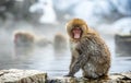 Japanese macaque on the stone, near natural hot springs. Scientific name: Macaca fuscata, also known as the snow monkey. Natural Royalty Free Stock Photo