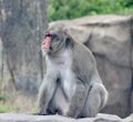 Japanese Macaque