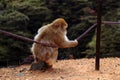 Japanese Macaque resting on a fence Royalty Free Stock Photo