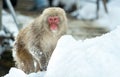 The Japanese macaque walking on the snow. The Japanese macaque  Scientific name: Macaca fuscata, also known as the snow monkey. Royalty Free Stock Photo