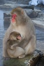 Japanese Macaque with young