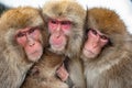 Japanese macaques. Close up group portrait.