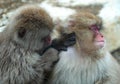 Japanese macaques is grooming, checking for fleas and ticks. Scientific name: Macaca fuscata, also known as the snow monkey.