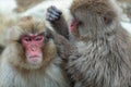 Japanese macaques is grooming, checking for fleas and ticks. Scientific name: Macaca fuscata, also known as the snow monkey.
