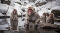 Japanese macaques in hot spring, Nagano Prefecture, Japan