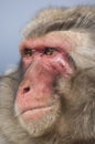 Japanese macaques at Iwatayama Monkey Park