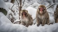 Japanese macaques (Macaca fuscata) sitting on the snow