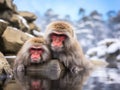 2 Japanese macaques