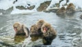 Japanese macaques in natural hot spring. The Japanese macaque Scientific name: Macaca fuscata, also known as the snow monkey