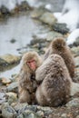 Japanese macaques sitting near natural hot springs.  The Japanese macaque, Scientific name: Macaca fuscata, also known as the snow Royalty Free Stock Photo