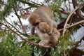 Japanese macaques snow monkey on a tree at Jigokudani Monkey Park in Japan