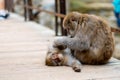 Japanese macaques or Snow Monkeys cleaning and grooming each other in autumn season Royalty Free Stock Photo