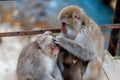 Japanese macaques or Snow Monkeys cleaning and grooming each other in autumn season Royalty Free Stock Photo