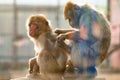 Japanese macaques and their life in a zoo, primates in a cage. Royalty Free Stock Photo