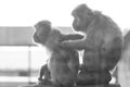 Japanese macaques and their life in a zoo, primates in a cage. Royalty Free Stock Photo