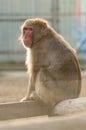 Japanese macaques and their life in a zoo, primates in a cage. Royalty Free Stock Photo