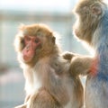 Japanese macaques and their life in a zoo, primates in a cage. Royalty Free Stock Photo