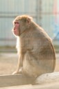 Japanese macaques and their life in a zoo, primates in a cage. Royalty Free Stock Photo