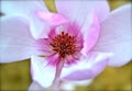 Japanese Magnolia blossom - closeup