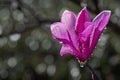 Japanese Magnolia Blossom After the Rain