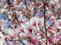 Japanese magnolia tree - beautiful pink and white flowers closeup shot Royalty Free Stock Photo