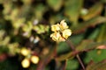 Japanese mahonia