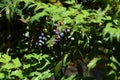 Japanese mahonia fruits