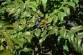 Japanese mahonia fruits