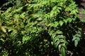 Japanese mahonia fruits