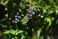 Japanese mahonia fruits