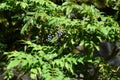 Japanese mahonia fruits