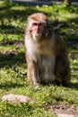 Japanese Makak monkey