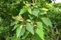 Japanese mallotus ( Mallotus japonicus ) flowers.