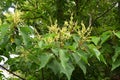 Japanese mallotus ( Mallotus japonicus ) flowers.