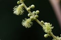 Japanese mallotus ( Mallotus japonicus ) flowers.