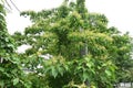 Japanese mallotus ( Mallotus japonicus ) flowers.