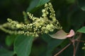 Japanese mallotus ( Mallotus japonicus ) flowers.